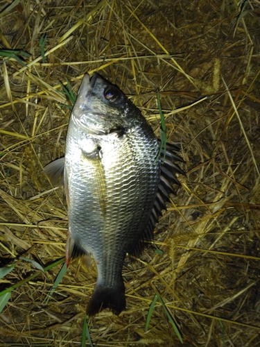 キチヌの釣果