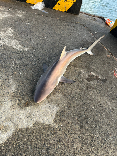 サメの釣果