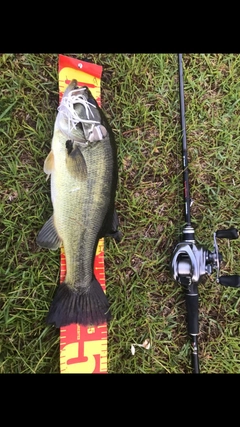 ブラックバスの釣果