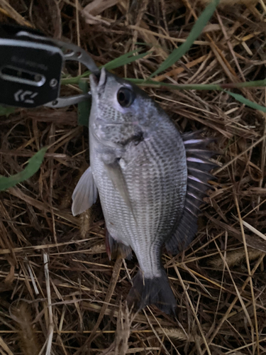 キチヌの釣果