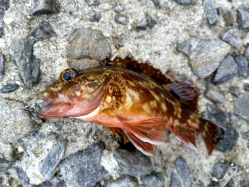 カサゴの釣果