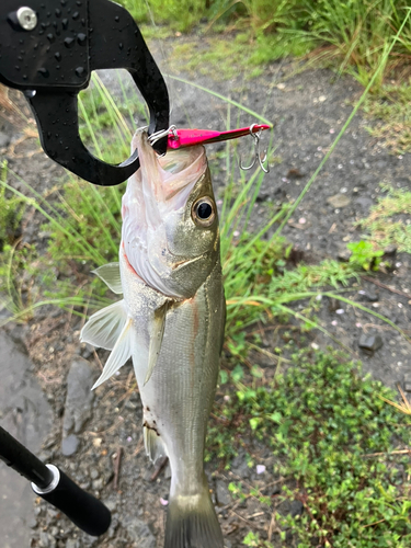 セイゴ（マルスズキ）の釣果