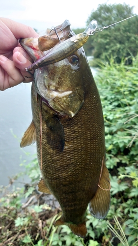 スモールマウスバスの釣果