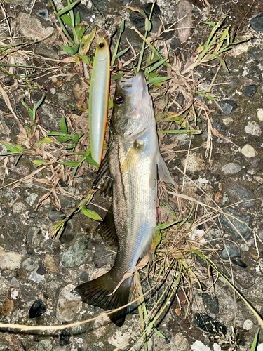 セイゴ（マルスズキ）の釣果