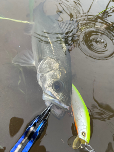 シーバスの釣果