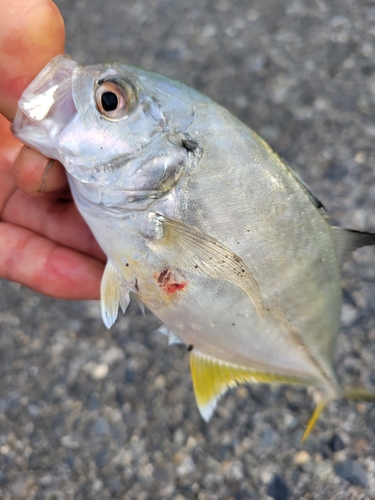 ギンガメアジの釣果