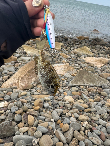 アイゴの釣果