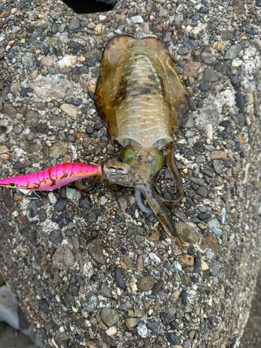 アオリイカの釣果