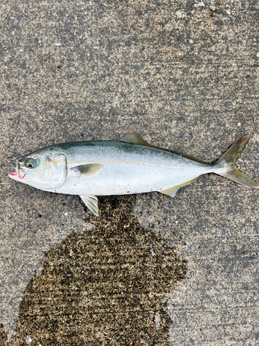 ワカシの釣果