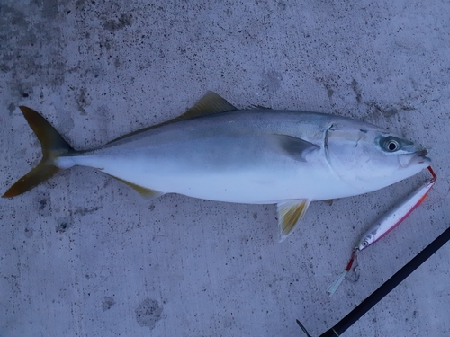 イナダの釣果