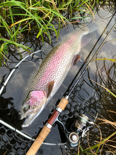 ニジマスの釣果