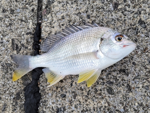 キチヌの釣果