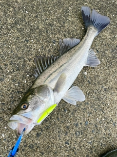 スズキの釣果