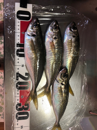 アジの釣果