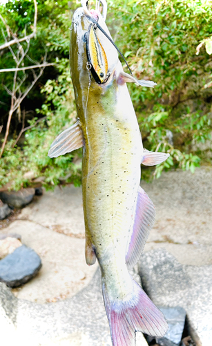 アメリカナマズの釣果