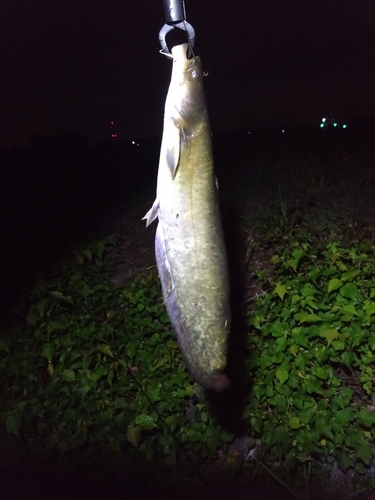 ナマズの釣果