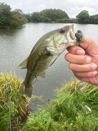 ラージマウスバスの釣果