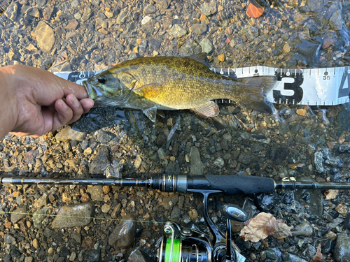 スモールマウスバスの釣果