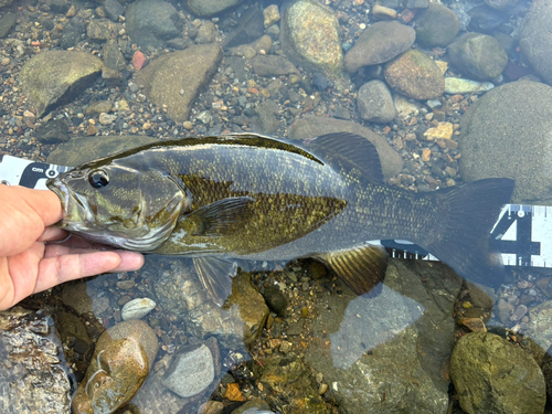 スモールマウスバスの釣果