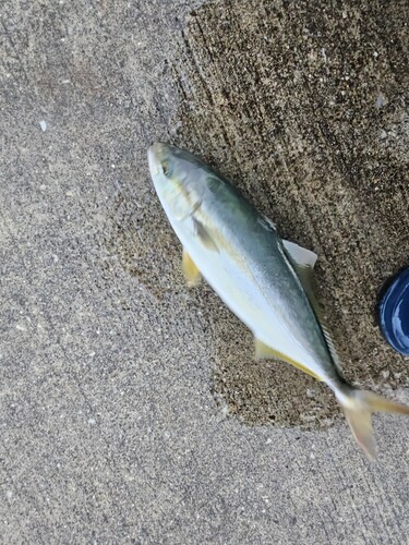 ワカシの釣果