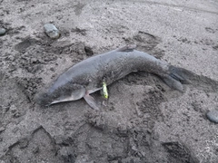 ウグイの釣果