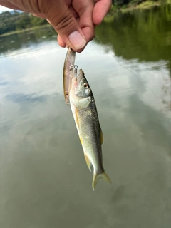 ハスの釣果