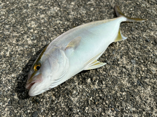 ショゴの釣果