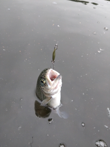 ニジマスの釣果