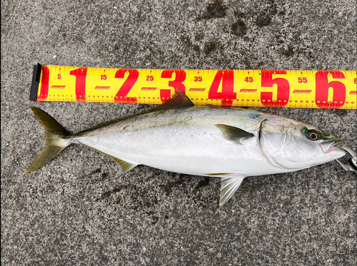 ワラサの釣果