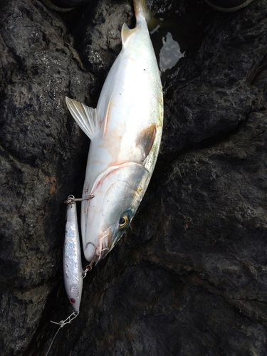 ヤズの釣果