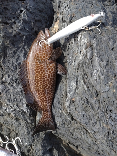 オオモンハタの釣果