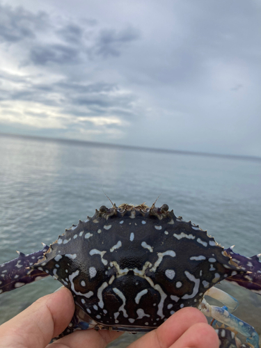 タイワンガザミの釣果