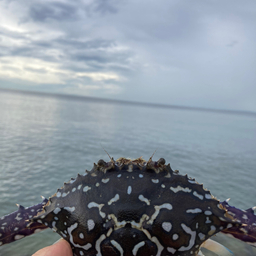 タイワンガザミ