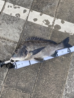 クロダイの釣果