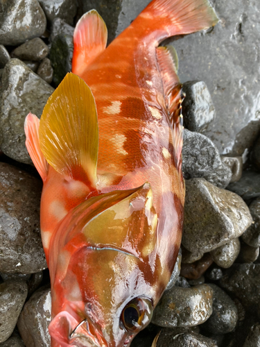 アカハタの釣果