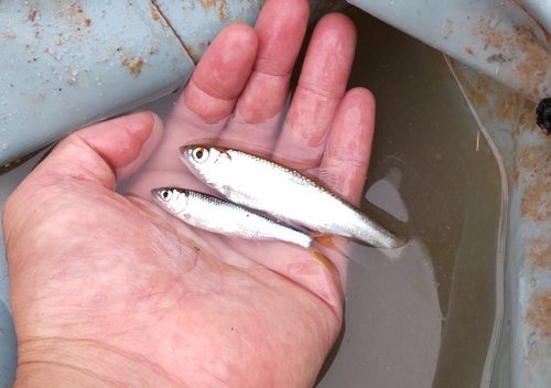 オイカワの釣果