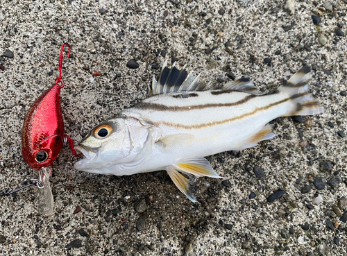 コトヒキの釣果