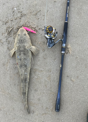 コチの釣果