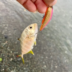 メッキの釣果