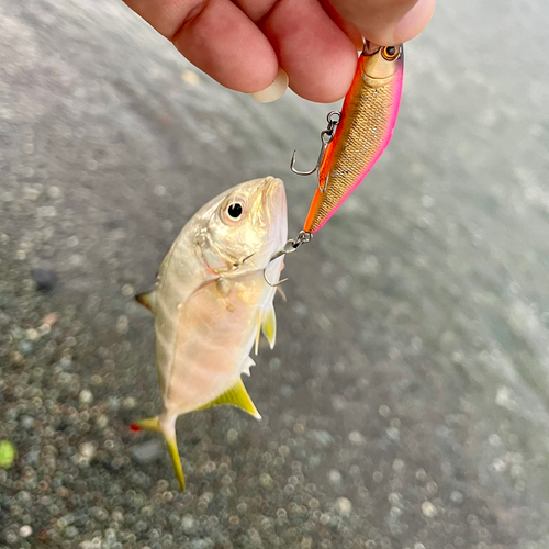 メッキの釣果