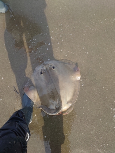 エイの釣果