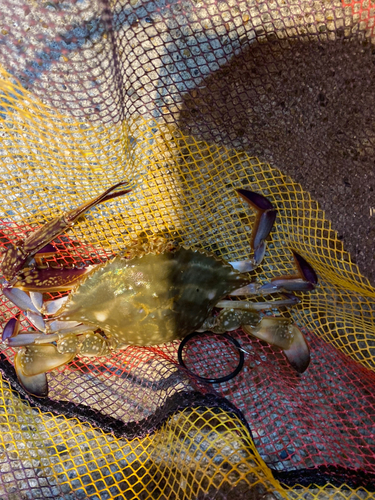 ワタリガニの釣果