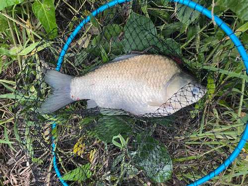 フナの釣果