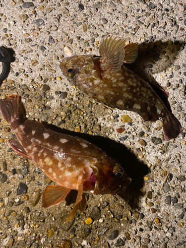 カサゴの釣果