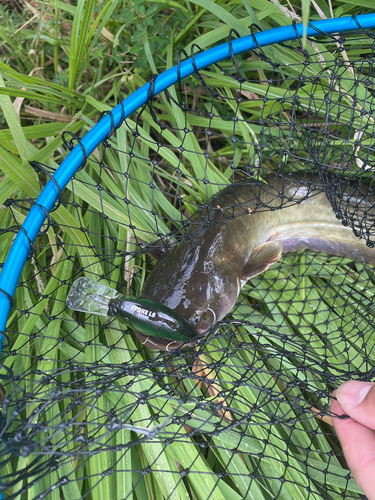 ナマズの釣果