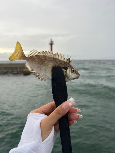 アイゴの釣果