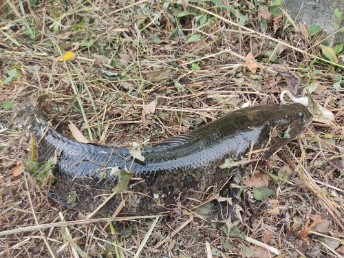 ライギョの釣果