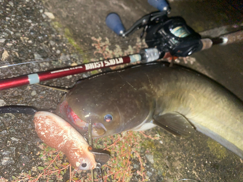 ナマズの釣果