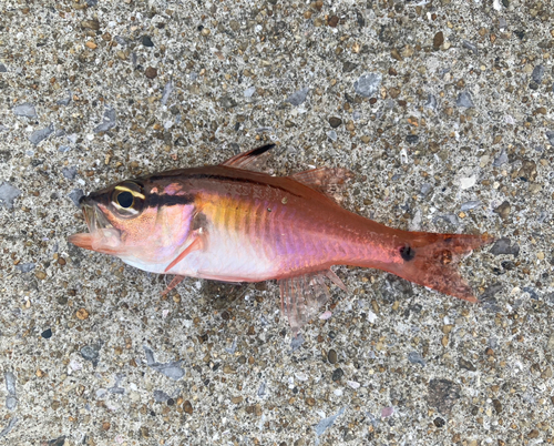 ネンブツダイの釣果