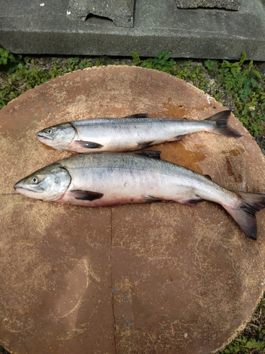 シロザケの釣果